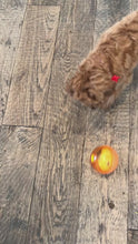 Load and play video in Gallery viewer, 3 inch IQ Treat ball with Chicken petite treats
