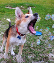 Load image into Gallery viewer, Non Toxic Dog Bubbles
